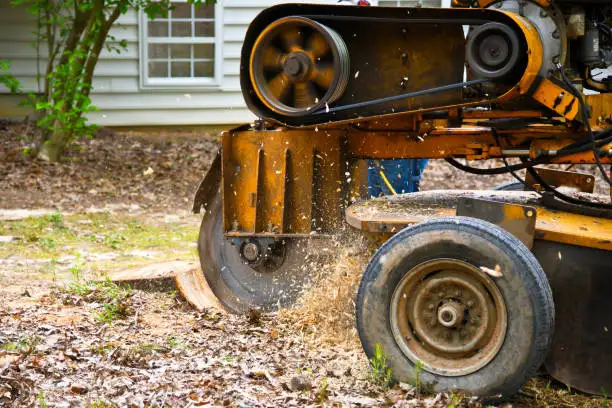 Stump grinder cutting into a tree stump beside a house