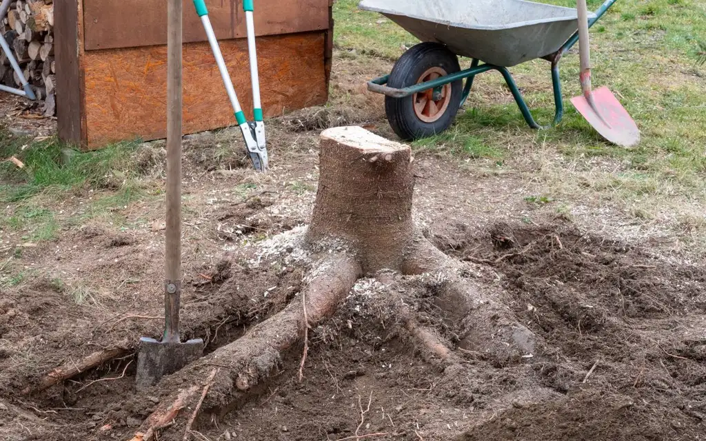 Tree stump and exposed roots dug out with a shovel and wheelbarrow nearby