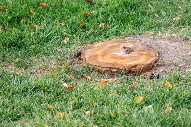 Freshly cut tree stump in a grassy lawn